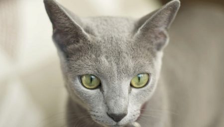 Cats that do not fade: breed name and description