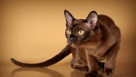 American Burmese cats: description and features of care