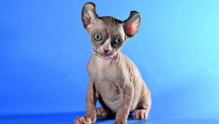 Elf cats: description, character, care and feeding