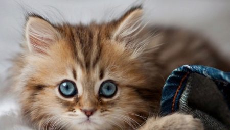 The kitten eats filler for the toilet: how harmful is it and what to do in such a situation?