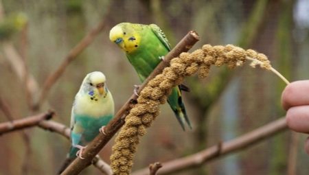 Beautiful and original names for boy budgies