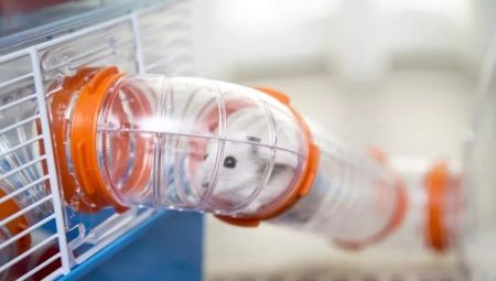 Laberints i túnels per a hàmsters: característiques, tipus, fabricació