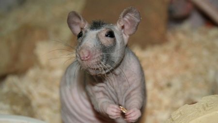 Bald rats: breed characterization and grooming tips