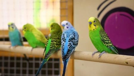 Small parrots: species, how many live and how to care?