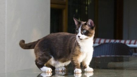 Munchkin: description of the breed of cats, types and contents