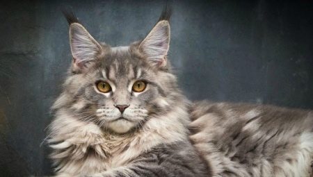 Metis Maine Coon: features, varieties and recommendations for content