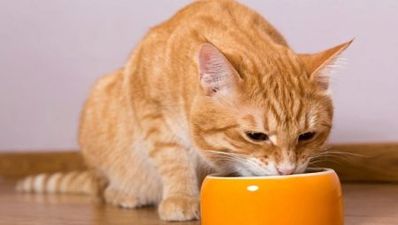 Is it possible to feed a cat dry and wet food at the same time?