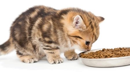 Is it possible to feed a kitten only with dry food or only wet?