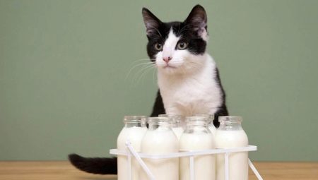 Can cats get milk and what are the restrictions?