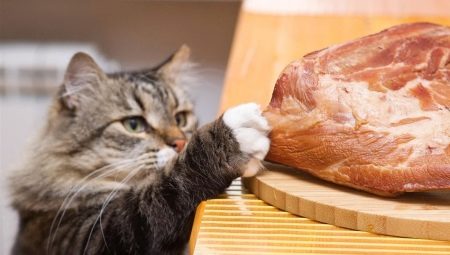 Can a cat be fed raw meat and what are the restrictions?