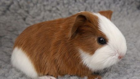 Is it possible to bathe guinea pigs and how to do it right?