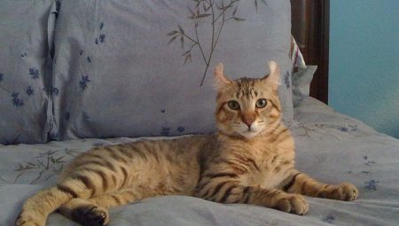 รีวิวแมวไฮแลนด์