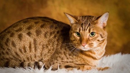 Ocicat: Cat Breed Description and Care