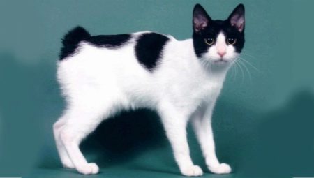 Description, nature, feeding and breeding of cats Japanese Bobtail