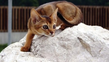 Description of the nature and habits of Abyssinian cats