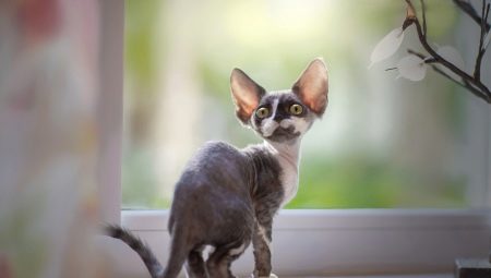 Description and maintenance of Devon Rex cats