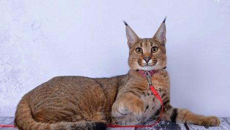 Description and maintenance of Caracat cats