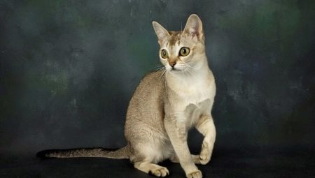 Description and contents of Singapore cats