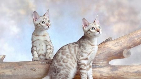 Features of Snow Bengal Cats