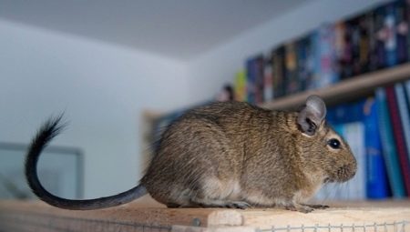 Features of the content of degu at home