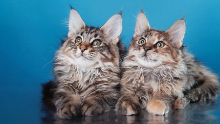 Característiques del tall de cabell Maine Coon