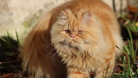 Persian cat: description, nature, types and recommendations for care