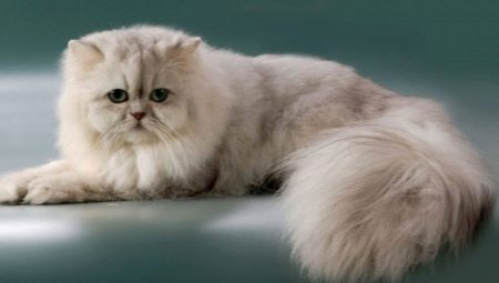 Persian chinchilla: breed description and character of cats