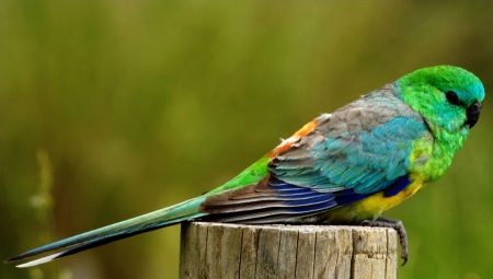Song parrots: description, rules of keeping and breeding