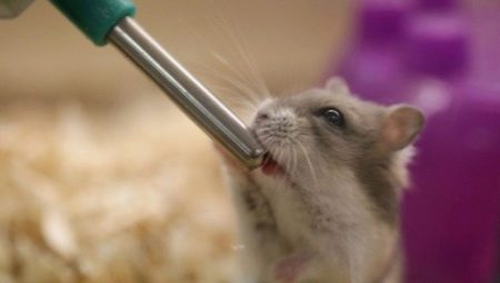 Drinking bowls for a hamster: types, installation and manufacturing