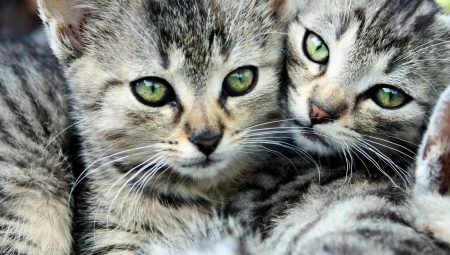 Tabby cats: features, breeds, selection and care