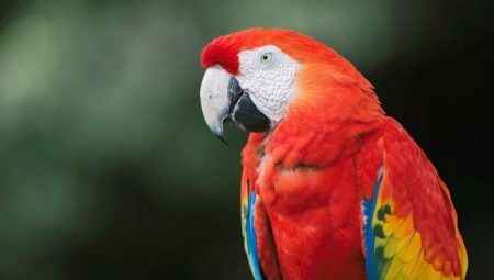 Macaw parrot: species, keeping and breeding rules