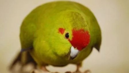 Kakarik parrot: description, types, features of keeping and breeding