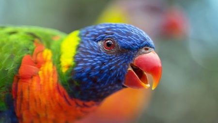 Lori parrot: species features and rules of keeping