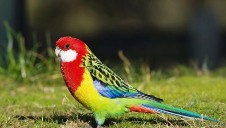 Rosella parrot: description, types, rules of keeping