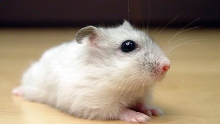 Popular home and unusual breeds of hamsters