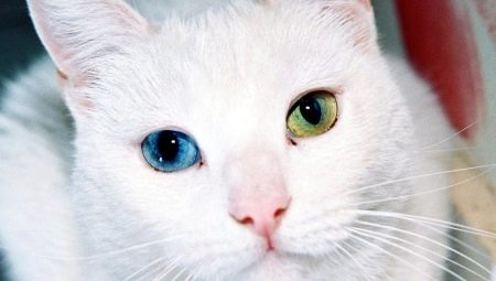 Breeds of cats with eyes of different colors and features of their health