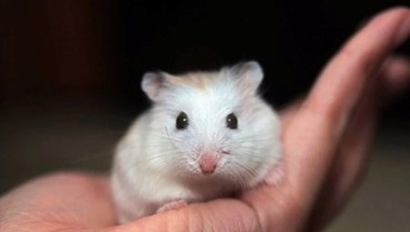 Breeds of small hamsters and features of care for them
