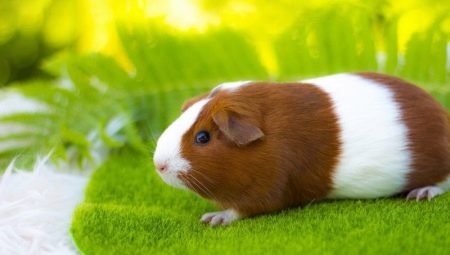 Guinea pig breeds