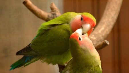 Rules for keeping lovebirds