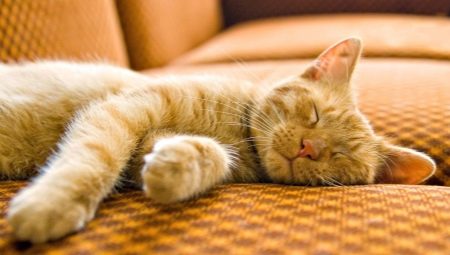 Duration and features of sleep in a cat
