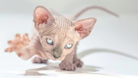 Sphynx breed life expectancy and ways to extend it
