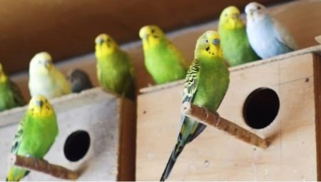 Reproduction of budgerigars at home