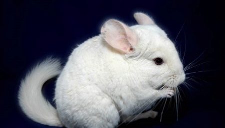 Varietats i cultiu de chinchillas blanques