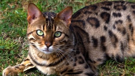 Feed rating for Bengal cats