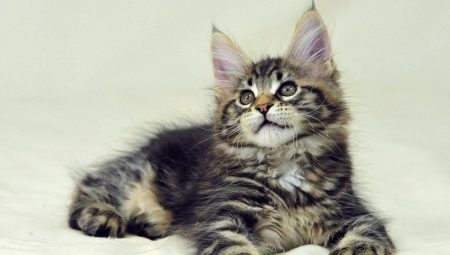 Maine Coon Guidelines
