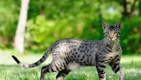 Savannah: description of the breed, features of character and content