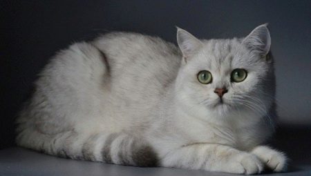 Silver British chinchilla: description and content of cats