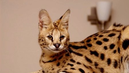 Serval: description, color options, features of keeping and feeding