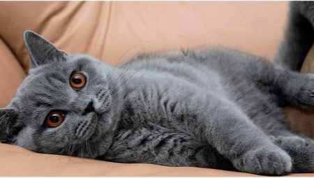 Gray british cats: description and rules of care