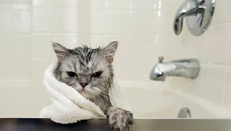 Shampoo for cats: how to choose and use it?